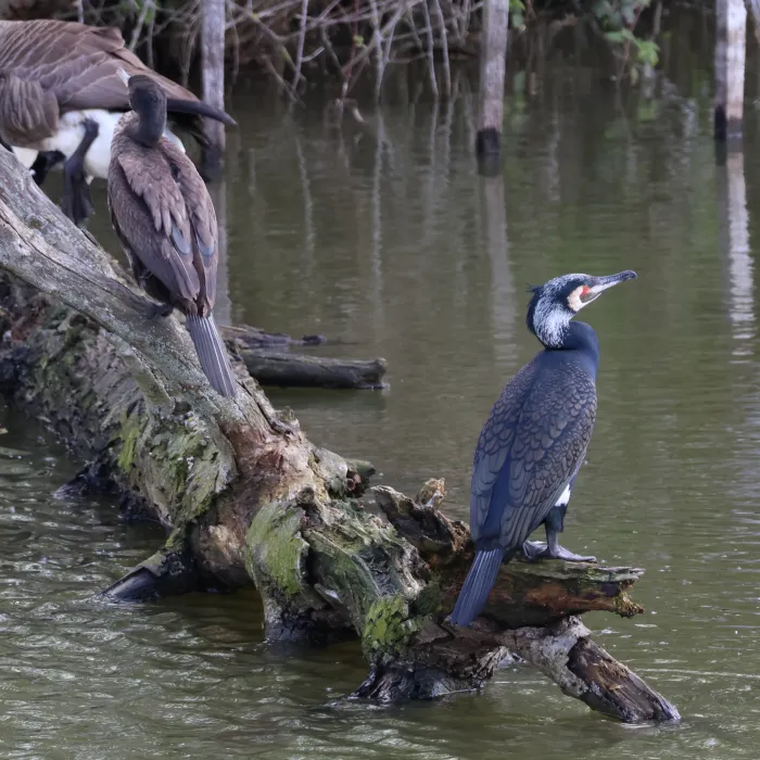 Gespotte Aalscholver