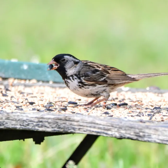 Spotted Harris's Sparrow