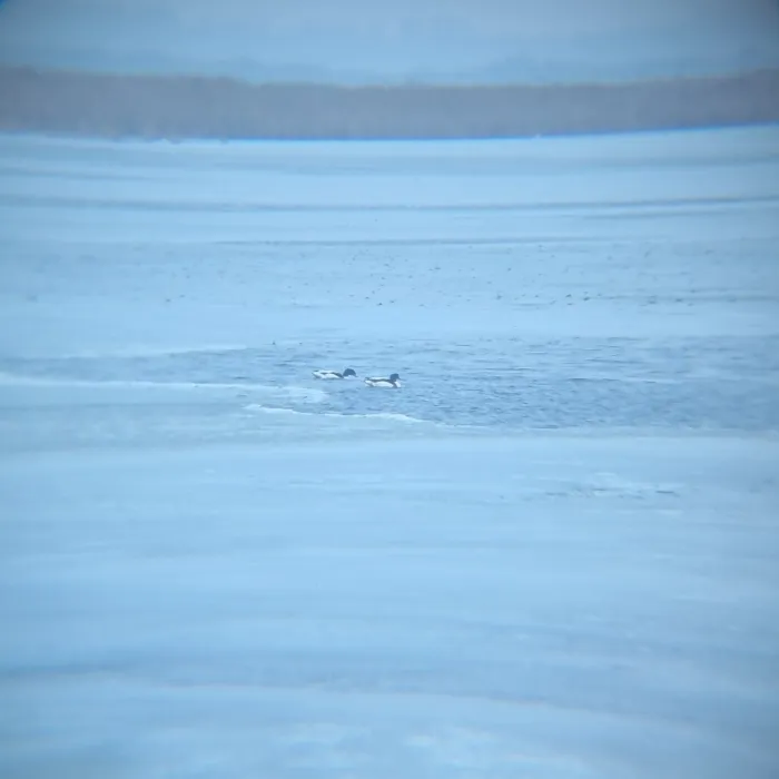 Spotted Common Shelduck