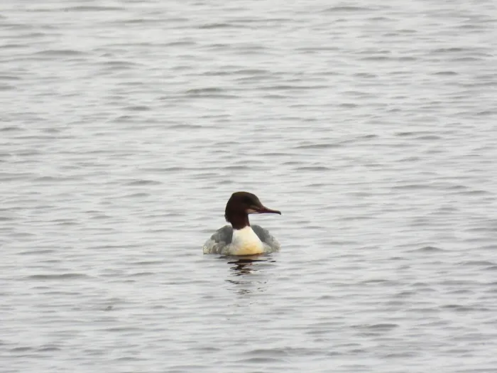 Gespotte Grote zaagbek
