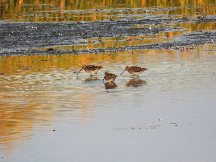 Spotted Common Snipe