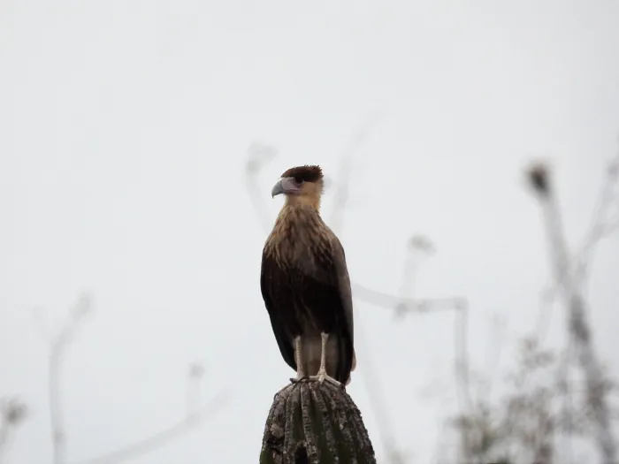 Waargenomen Kuifcaracara