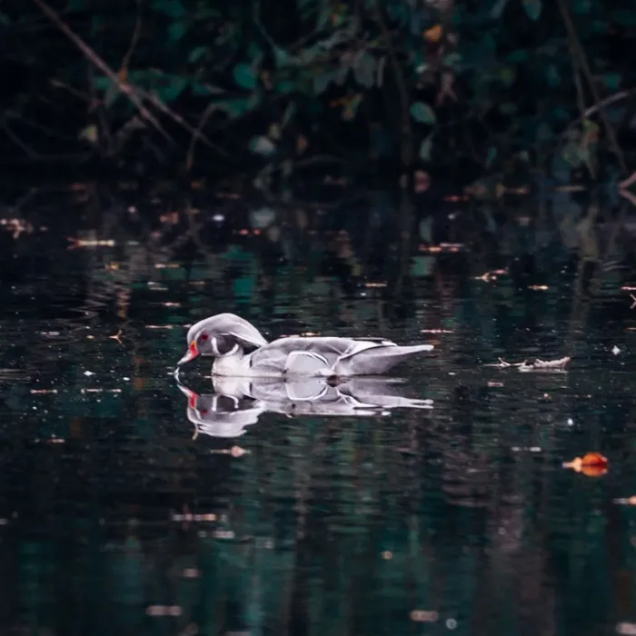 Spotted Wood Duck