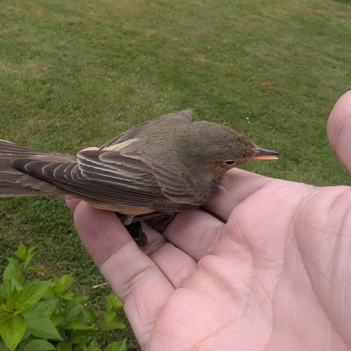 Waargenomen Spotvogel
