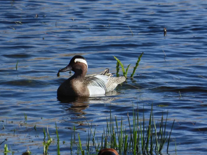 Gespotte Zomertaling