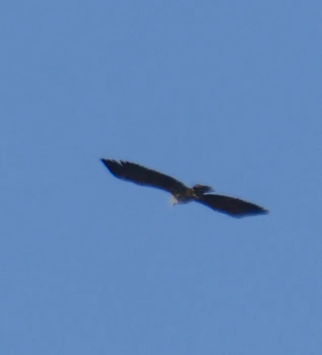 Spotted White-tailed Eagle