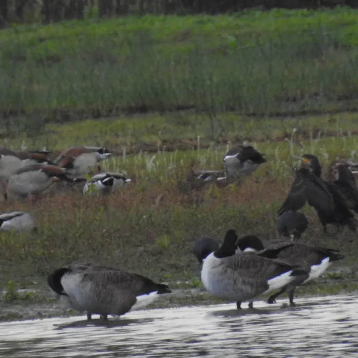 Spotted Canada Goose