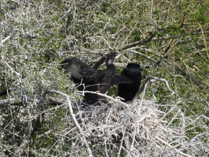 Spotted Great Cormorant