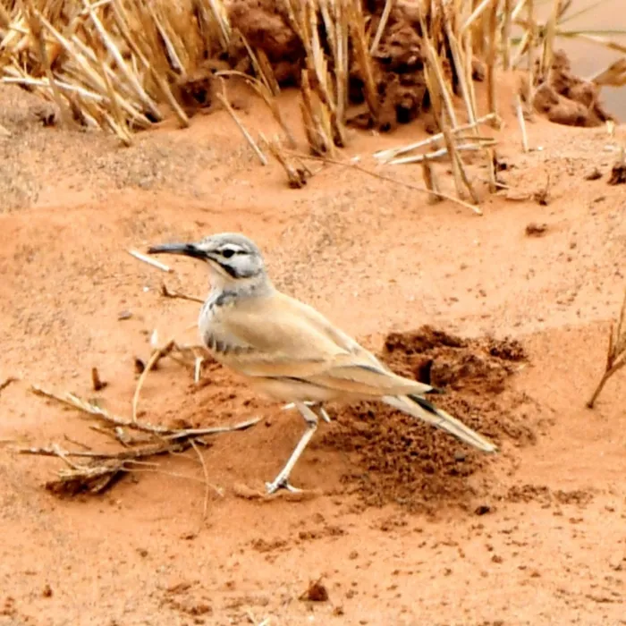 Gespotte Witbandleeuwerik