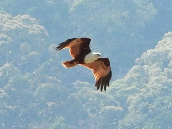 Gespotte Brahmaanse wouw