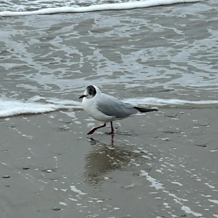 Spotted Black-headed Gull
