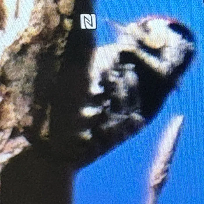 Spotted Lesser Spotted Woodpecker