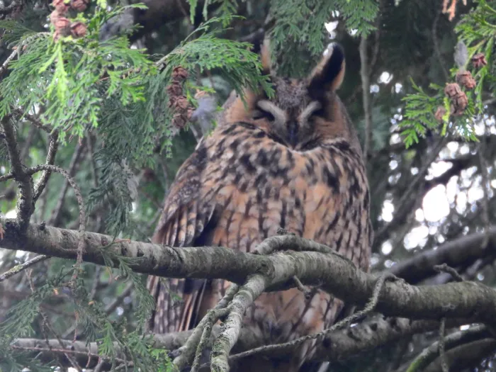 Spotted Long-eared Owl