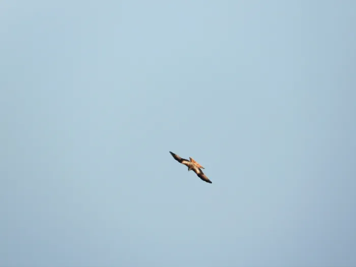 Spotted Red Kite