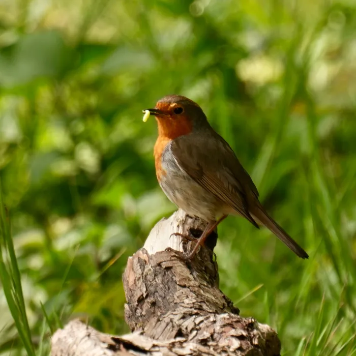 Spotted European Robin