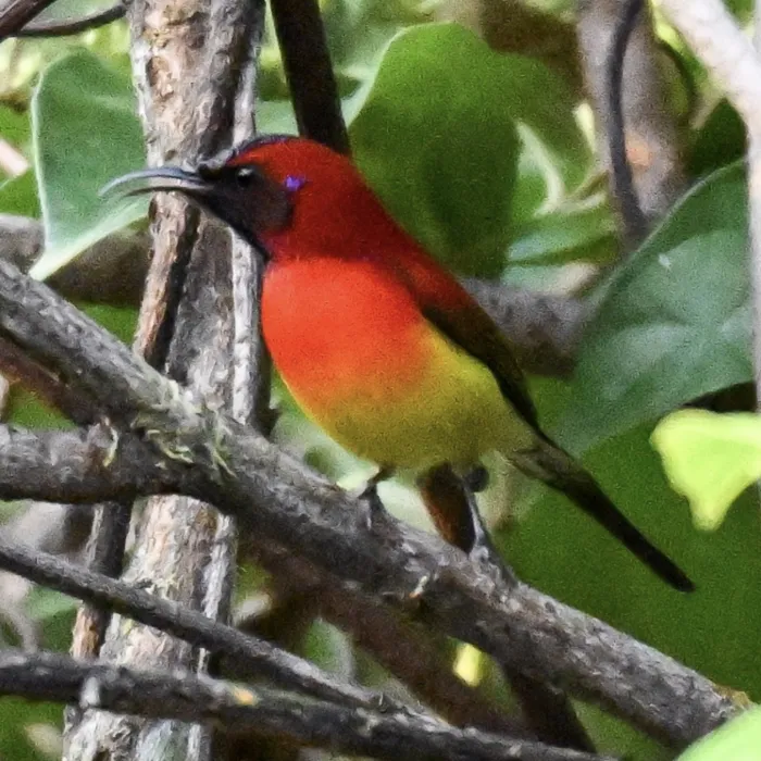 Gespotte Gouldhoningzuiger