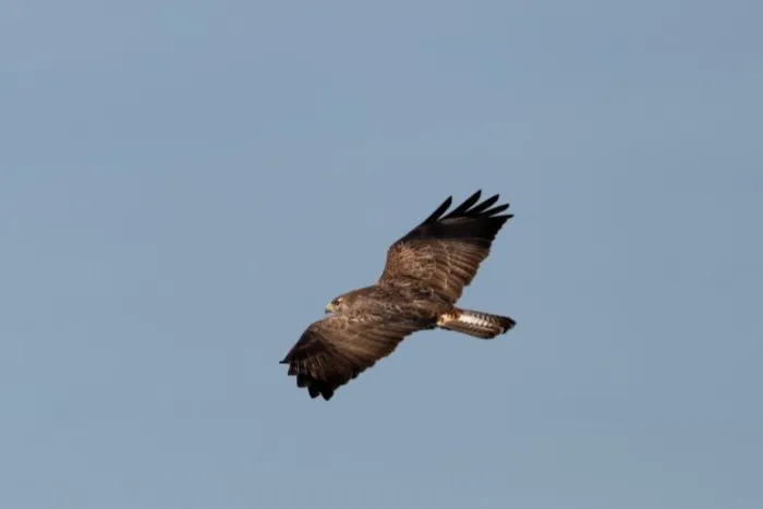Waargenomen Buizerd