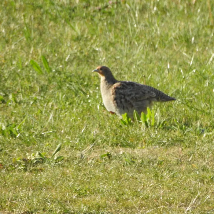 Spotted Gray Partridge
