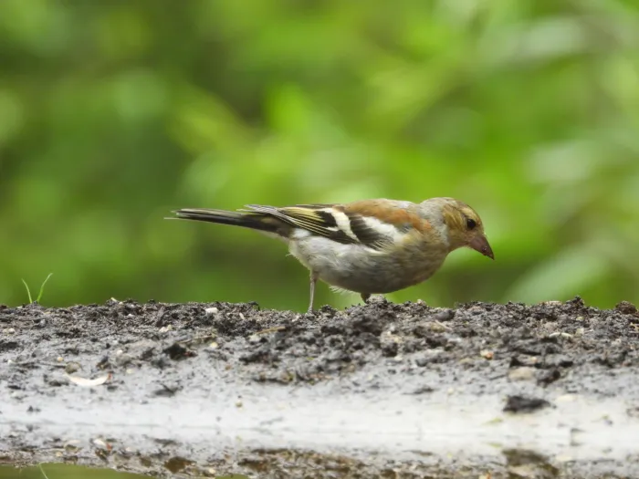 Waargenomen Vink