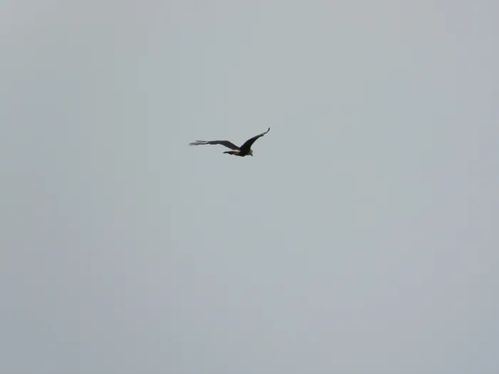 Waargenomen Kuifcaracara