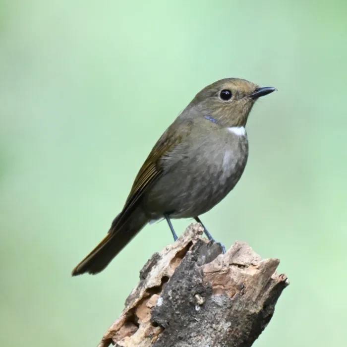 Spotted Rufous-bellied Niltava