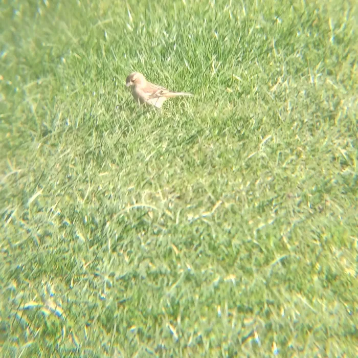 Spotted Common Chaffinch