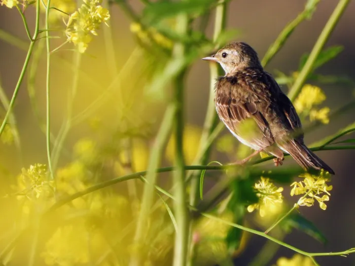 Spotted Meadow Pipit