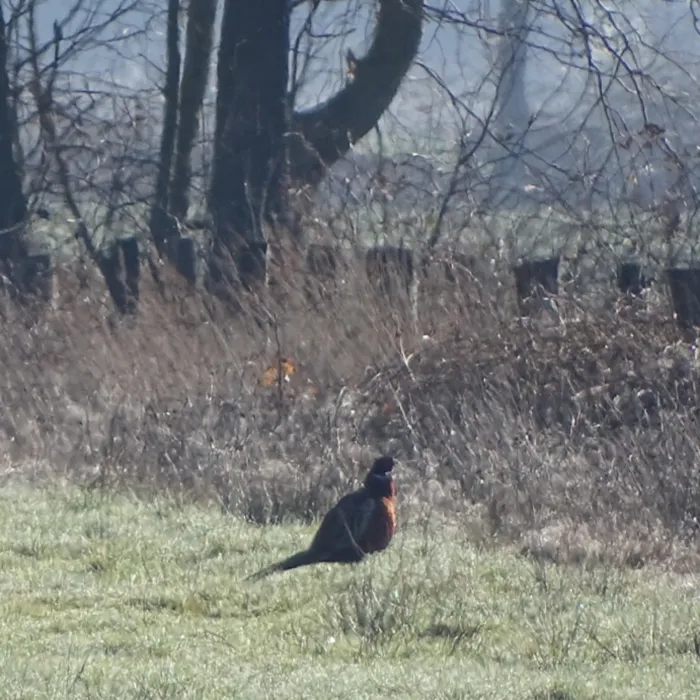 Spotted Ring-necked Pheasant