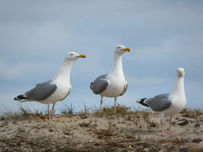 Waargenomen Zilvermeeuw