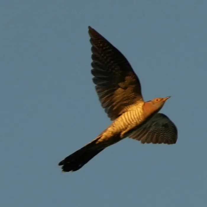 Spotted Common Cuckoo