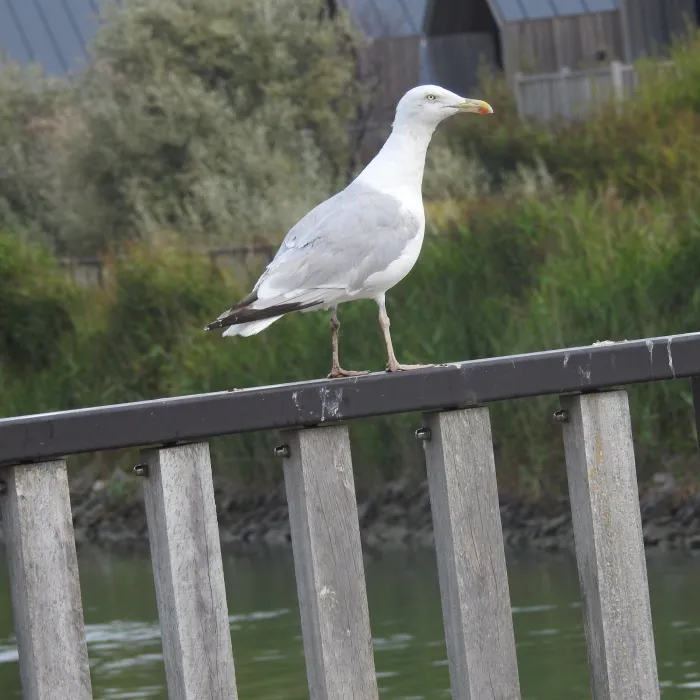 Spotted European Herring Gull