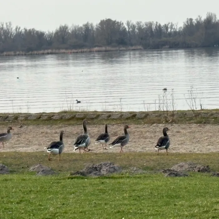 Gespotte Grauwe gans
