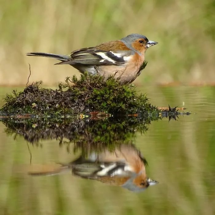 Gespotte Vink