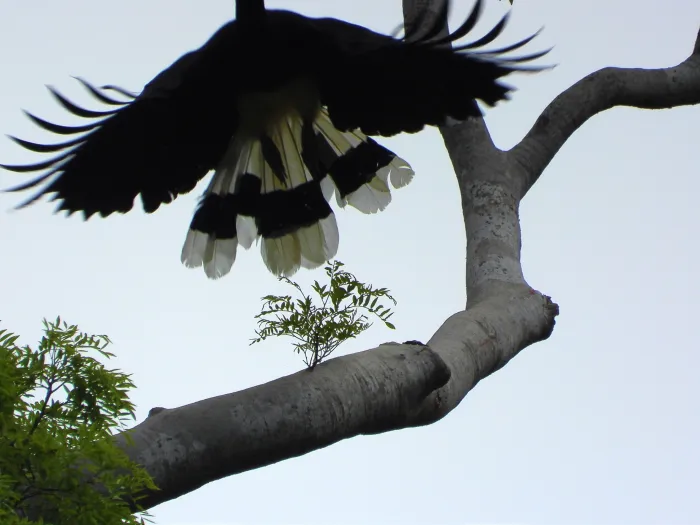 Gespotte Gewone neushoornvogel