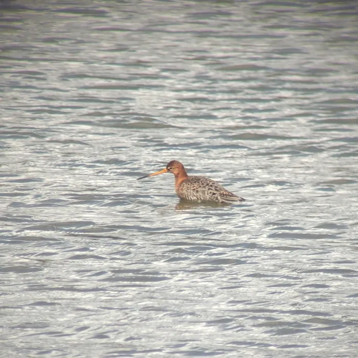 Spotted Black-tailed Godwit