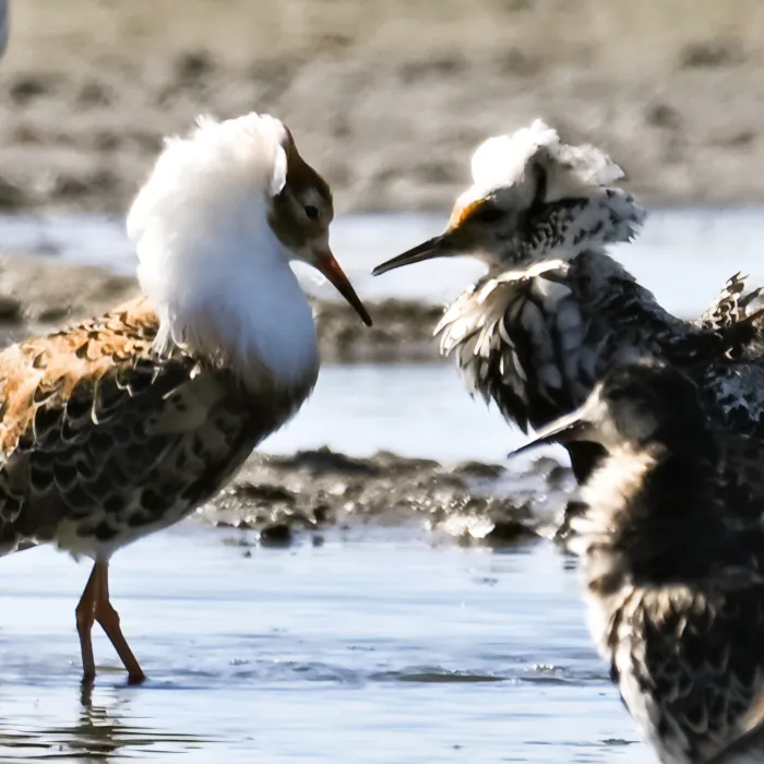 Spotted Ruff