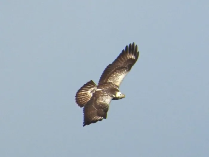 Waargenomen Buizerd