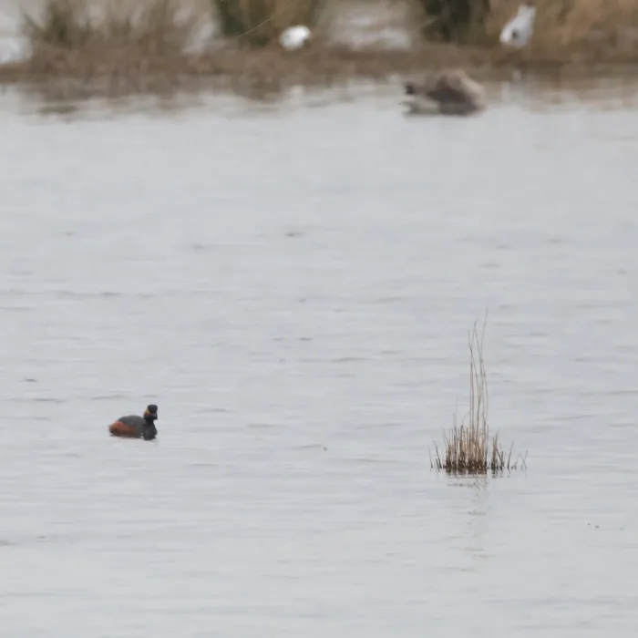 Gespotte Geoorde fuut