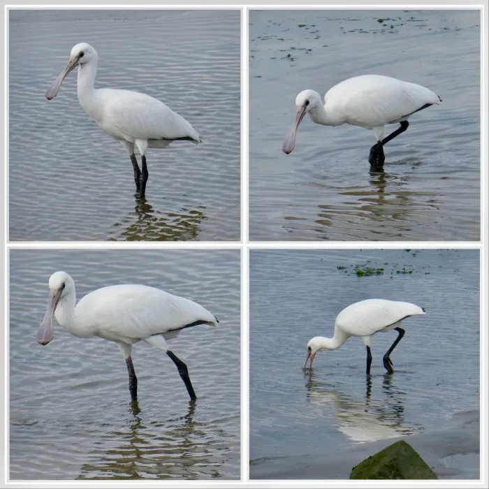 Spotted Eurasian Spoonbill