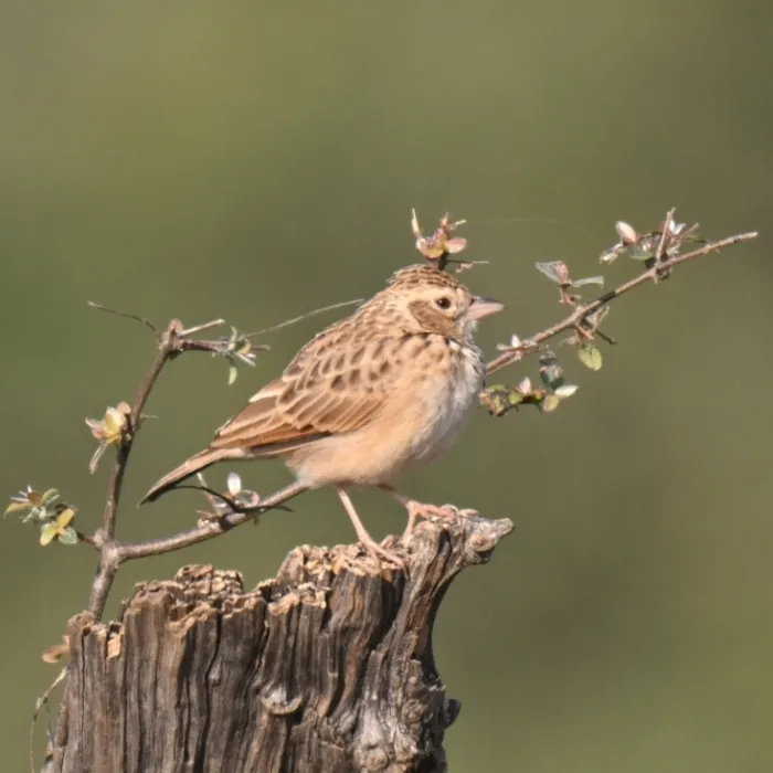 Spotted Oriental Skylark
