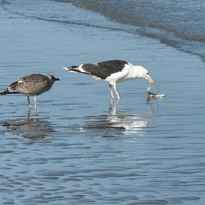 Spotted Great Black-backed Gull