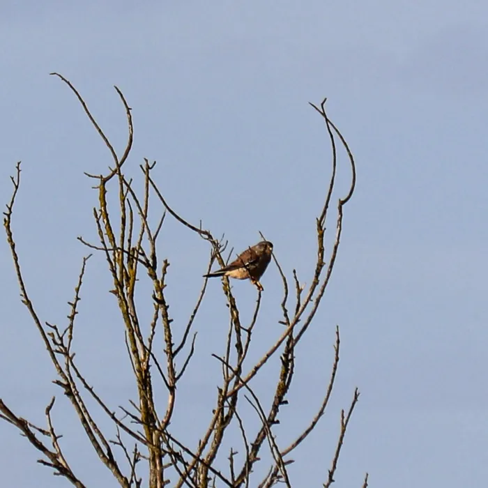 Eurasian Kestrel