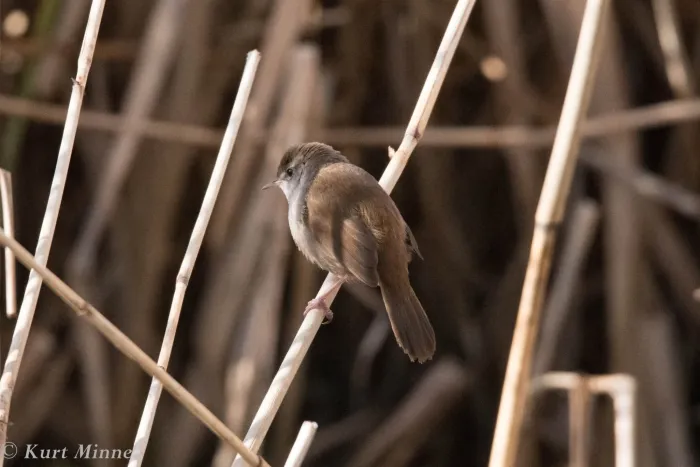 Spotted Cetti's Warbler