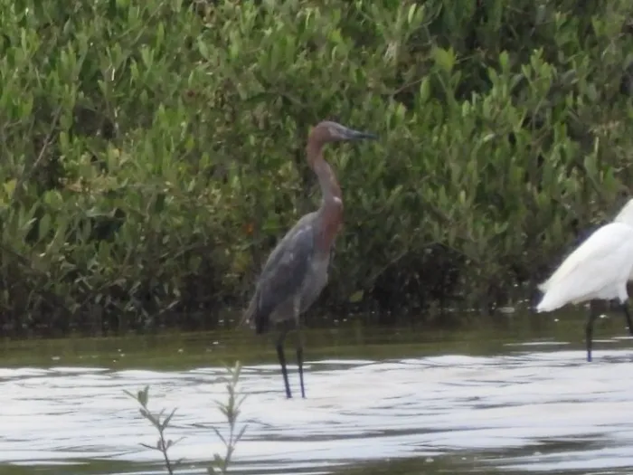 Spotted Reddish Egret