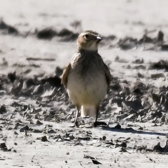 Spotted Eurasian Skylark