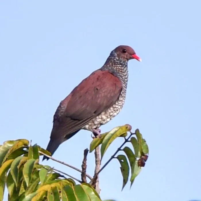 Spotted Scaled Pigeon