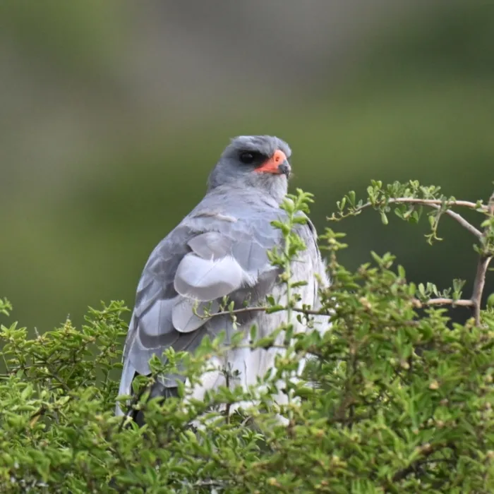 Spotted Pale Chanting-Goshawk