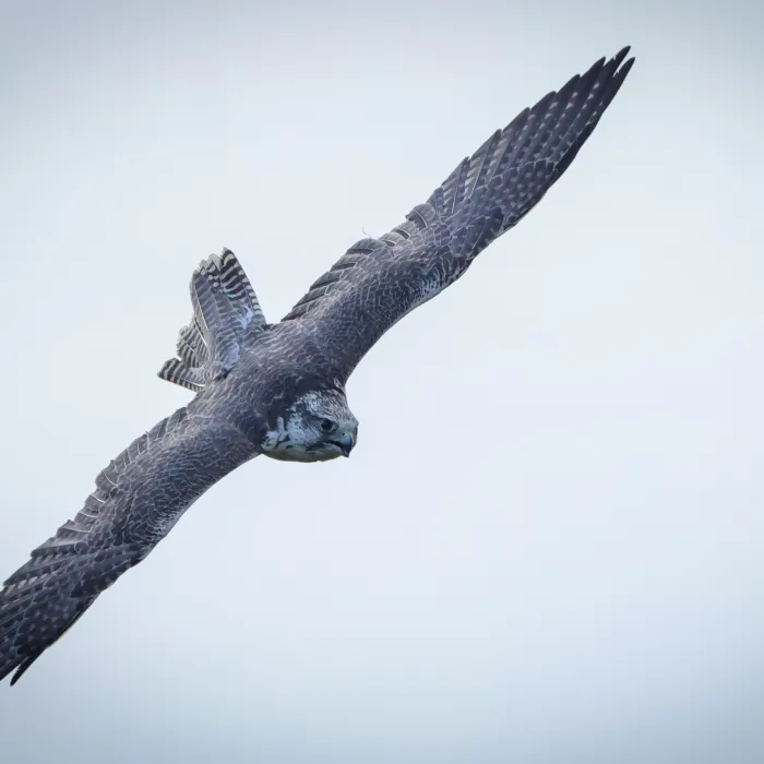 Spotted Peregrine Falcon
