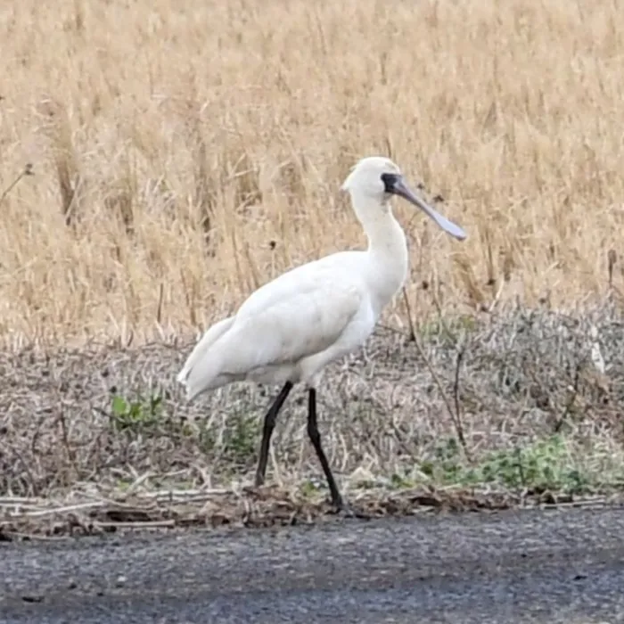 Spotted Black-faced Spoonbill