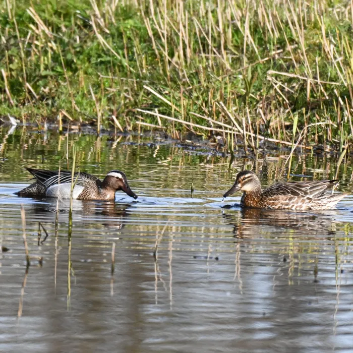 Gespotte Zomertaling